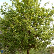 Stilk Eg - Quercus robur SHOK 25-30 ompl